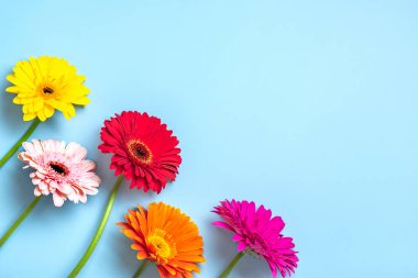 Mavi arka planda bir buket gerberas yatar Düz manzaralı Tatil kartı Mutlu moter günleri, 8 Mart, Sevgililer günü, Paskalya konsepti Boşluğu kopyala.