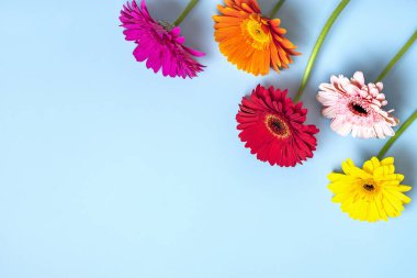 Mavi arka planda bir buket gerberas yatar Düz manzaralı Tatil kartı Mutlu moter günleri, 8 Mart, Sevgililer günü, Paskalya konsepti Boşluğu kopyala.