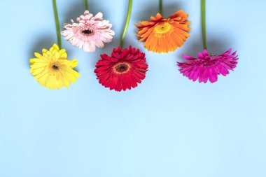 Bouquet of gerberas on blue background Top view Flat lay Holiday greeting card Happy moter's day, 8 March, Valentine's day, Easter concept Copy space Mock up.