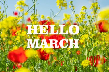 Kırmızı gelincik tarlası ve sarı kolza tohumu güneşli bir günde Sping kavramı geldi Merhaba Mart, Nisan, Mayıs