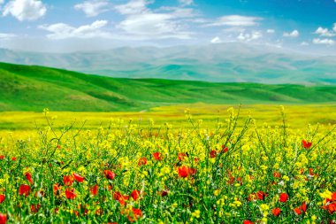 Kırmızı gelincik tarlası ve sarı kolza tohumu güneşli bir günde Sping kavramı geldi Merhaba Mart, Nisan, Mayıs