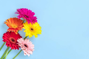 Mavi arka planda bir buket gerbera yatar Tatil kartı yatar Mutlu günler, 8 Mart, Sevgililer günü, Paskalya konsepti Boşluğu kopyala.