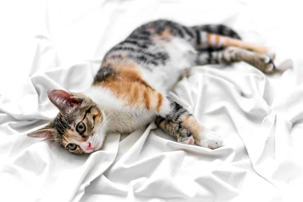 Small Tricolor Tabby Kitten Yellow Eyes Lies White Sheet Bed — Foto Stock