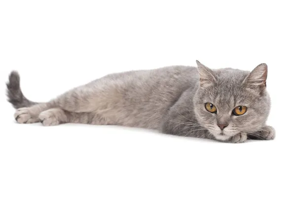 Schöne süße Katze legt sich hin und ruht auf weißem Hintergrund — Stockfoto