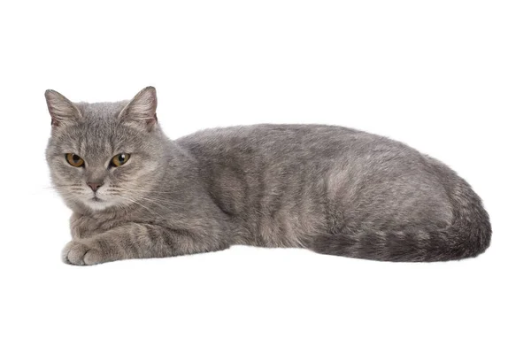 Niedliche Katze legt sich und ruht auf weißem Hintergrund — Stockfoto