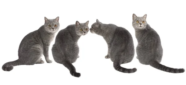 하얀 배경에 다양 한 포즈로 줄을 서서 앉아 있는 회색 고양이들의 무리 — 스톡 사진