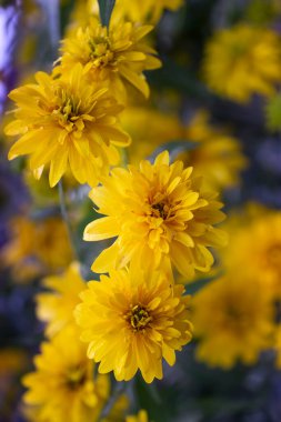 Rudbeckia laciniata veya rudbeckia altın top sarı çiçekleri