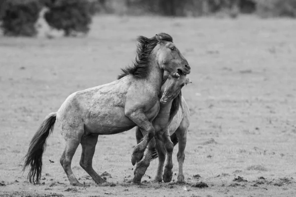Bestrijding van paarden — Stockfoto