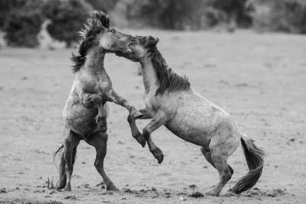 Bestrijding van paarden — Stockfoto