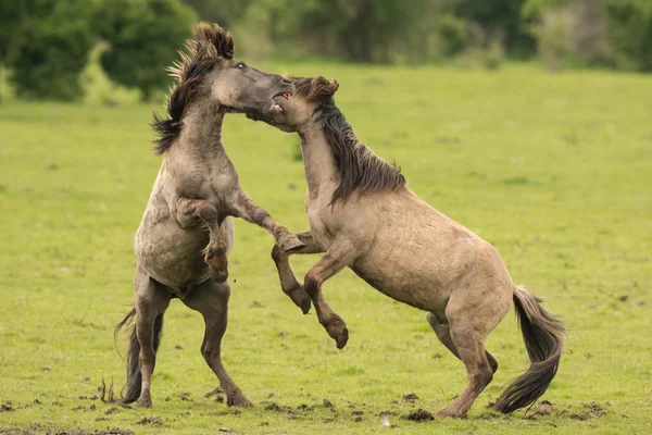 Bestrijding van paarden — Stockfoto