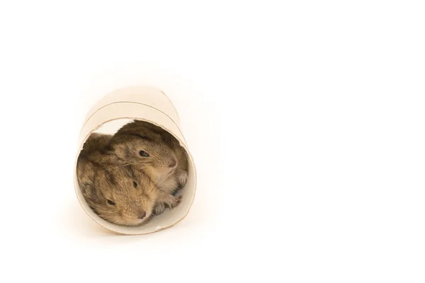 mapa 3d de Albania con el color nacional