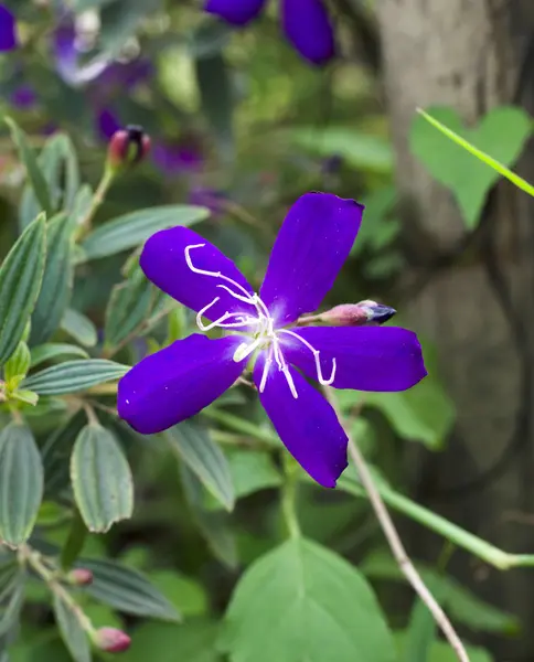 紫色の花 tibouchina — ストック写真