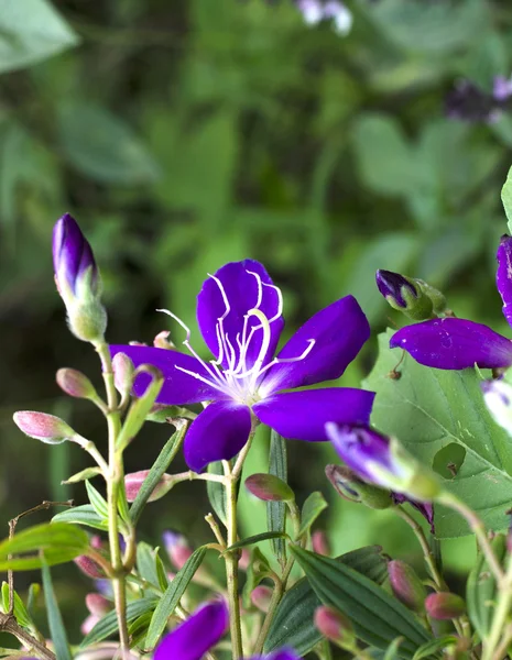 紫色の花 tibouchina. — ストック写真