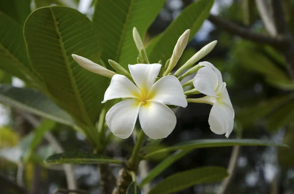 Красивый белый цветок в Таиланде — стоковое фото