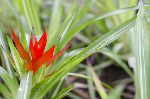 Bromeliadi rosse — Foto Stock