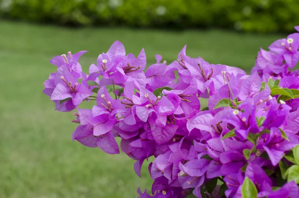 ブーゲンビリアの花. — ストック写真