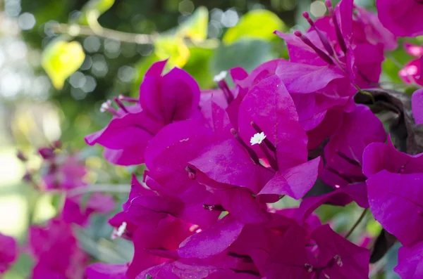 Bougainvillea blommor. — Stockfoto