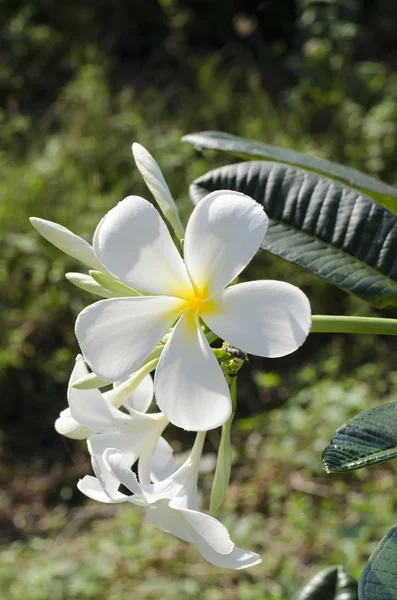 Krásný bílý květ v Thajsku Stock Snímky