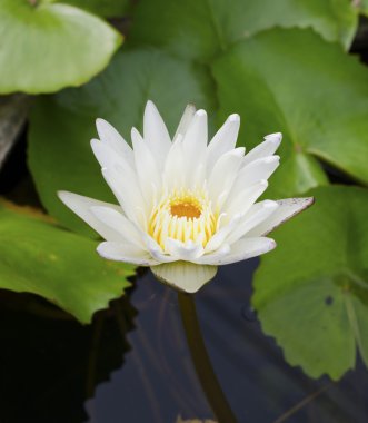 Göletteki güzel nilüfer.