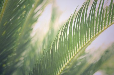 doku yeşil palmiye yaprakları