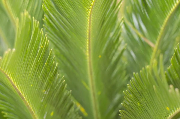 Textura verde das folhas de cycad — Fotografia de Stock