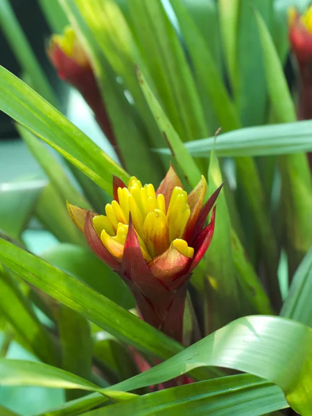 Bromeliadi rosse — Foto Stock