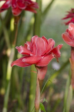 etlingera elatior çiçek