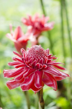 etlingera elatior çiçek