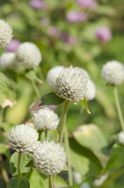 Globe amaranth nebo Gomphrena globosa květina v zahradě — Stock fotografie