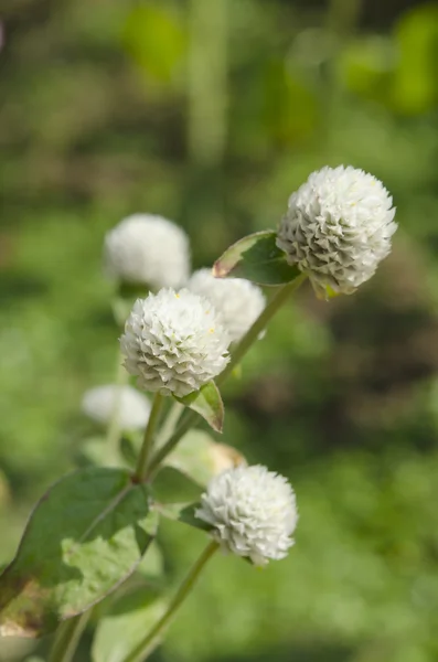 Globe amaranth nebo Gomphrena globosa květina v zahradě — Stock fotografie