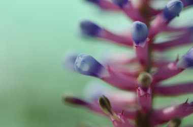 makro pembe mavi aechmea.