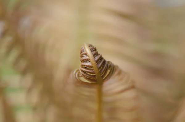 Makro mladé kapradí list. — Stock fotografie