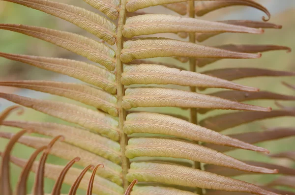 Macro Hoja de helecho joven . —  Fotos de Stock