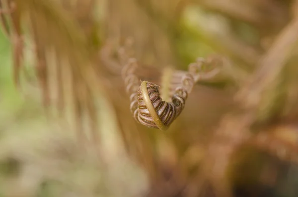 Macro Young fern leaf. — Stock Photo, Image