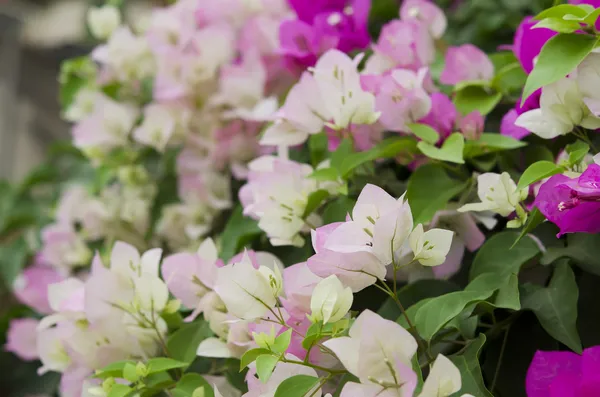 Bougainvillea flowers. — Stock Photo, Image