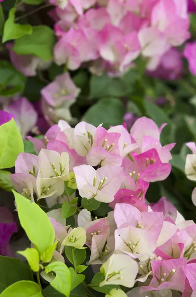 Fiori di Bougainvillea . — Foto Stock