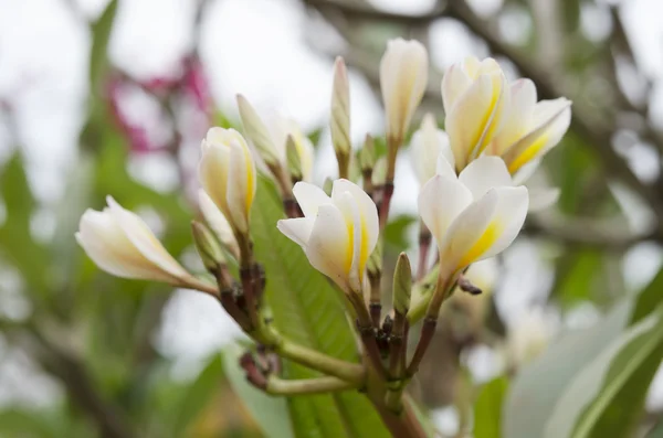 Krásný bílý květ v Thajsku, lan thom květiny, keře, champa — Stock fotografie