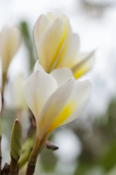 Beautiful white flower in thThailand, Lan thom flower, Frangipani, Champa — стоковое фото