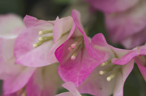 ブーゲンビリアの花. — ストック写真