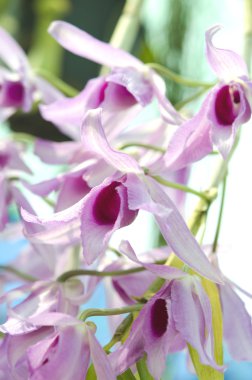 Dendrobium orkide çiçek.