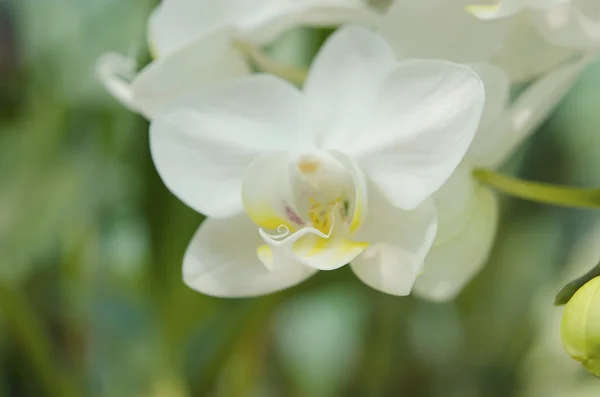 Orchidées blanches . — Photo