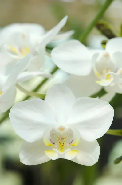 Bílé orchideje. — Stock fotografie