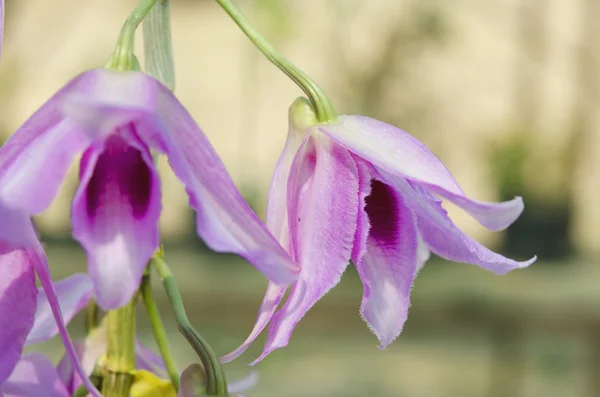 Flor de orquídea de dendrobio . —  Fotos de Stock