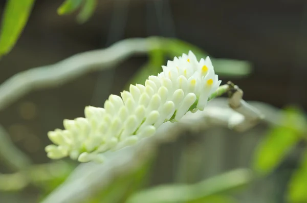 タイの蘭のデンドロビウム口 — ストック写真