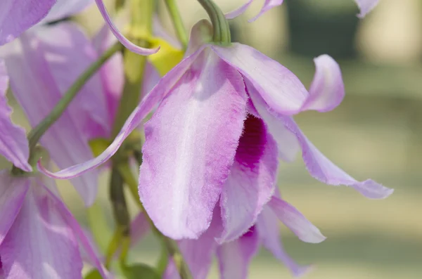 Dendrobium orchid flower. — Stock Photo, Image