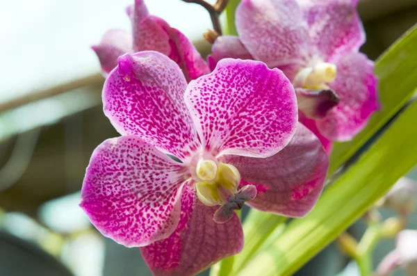 Kytice orchideje.(vanda) — Stock fotografie