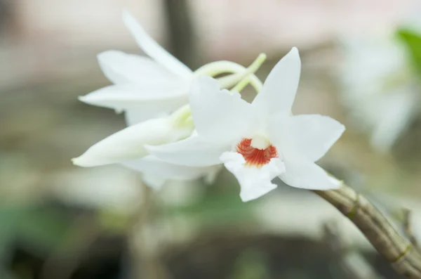 Dendrobium orchidej bílá v nature.dendrobium draconis. — Stock fotografie