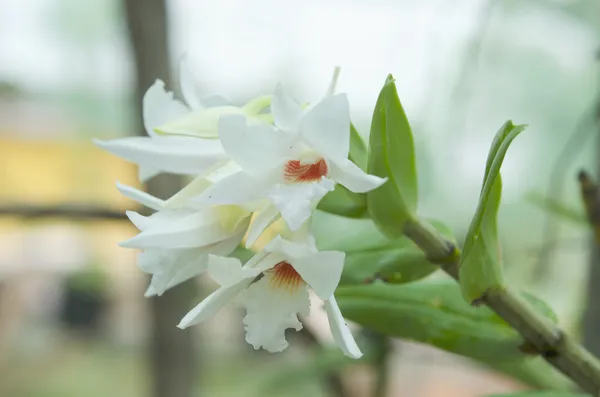 Dendrobium orchidej bílá v nature.dendrobium draconis. — Stock fotografie