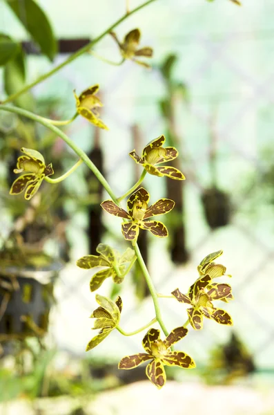 Dendrobium orchideje prao (grammatophyllum p.s.) — Stock fotografie