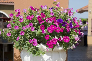 Bahçedeki tencere taze çiçekler.